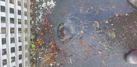 Water Leak, a report photo