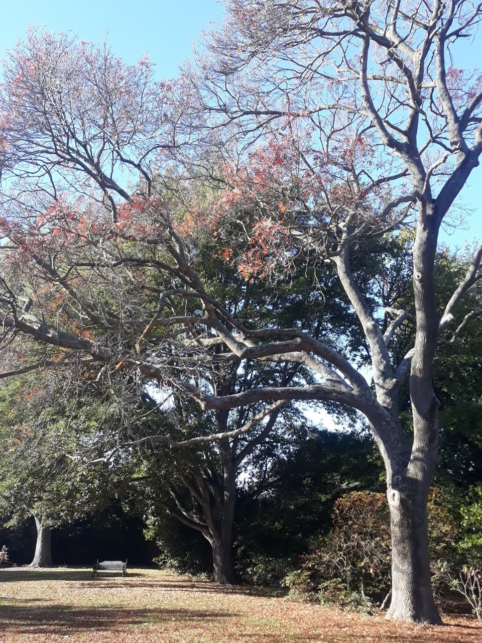 The photograph attached to this parks report