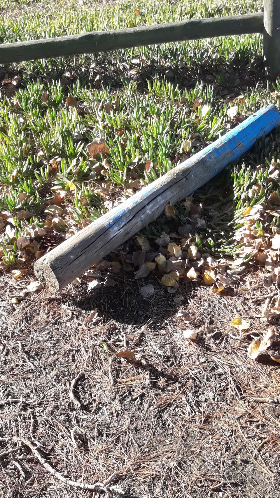 The photograph attached to this parks report