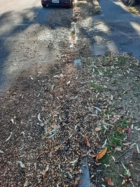 Roading/Streets, a report photo