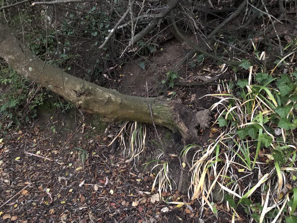 The photograph attached to this parks report