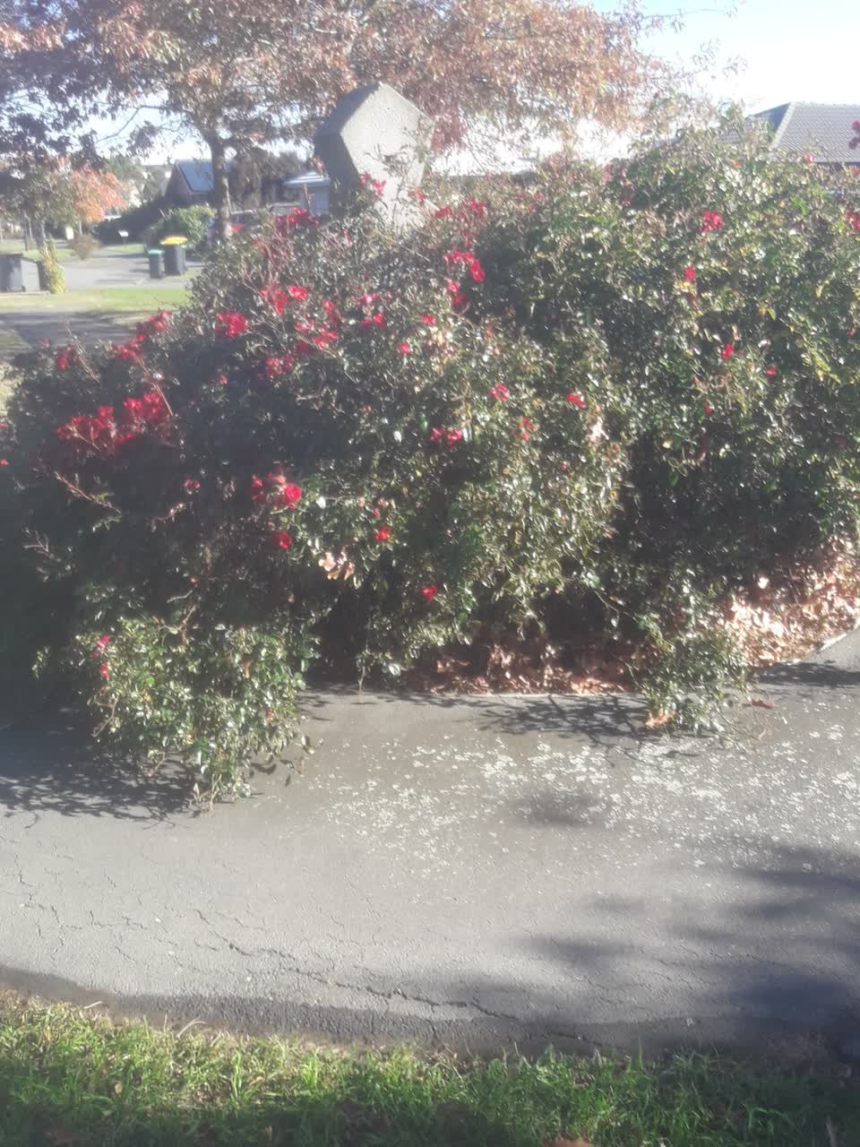 The photograph attached to this parks report