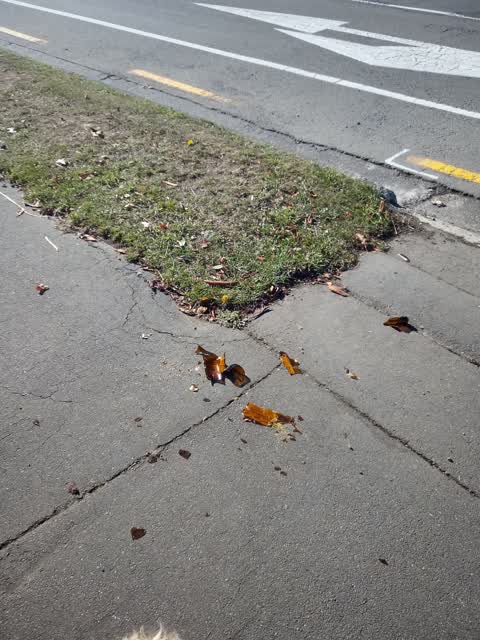 Roading/Streets, a report photo