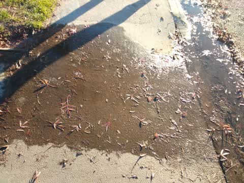 Water Leak, a report photo