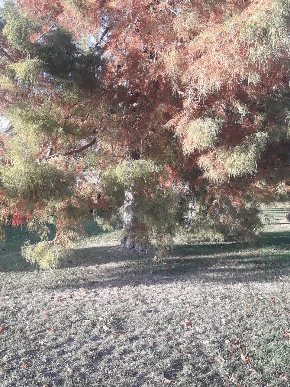 The photograph attached to this parks report