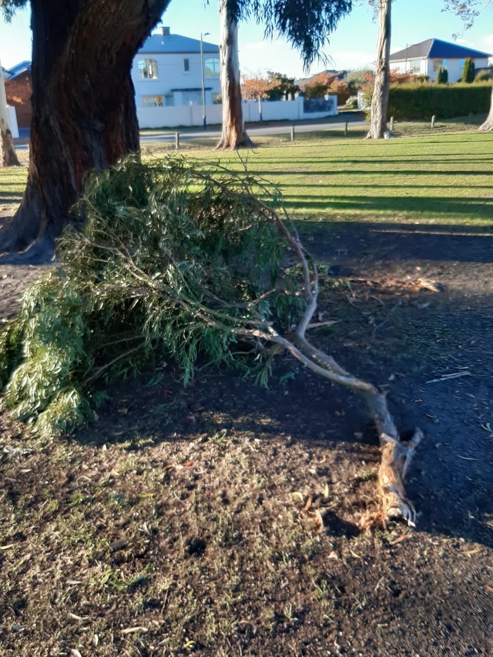The photograph attached to this parks report