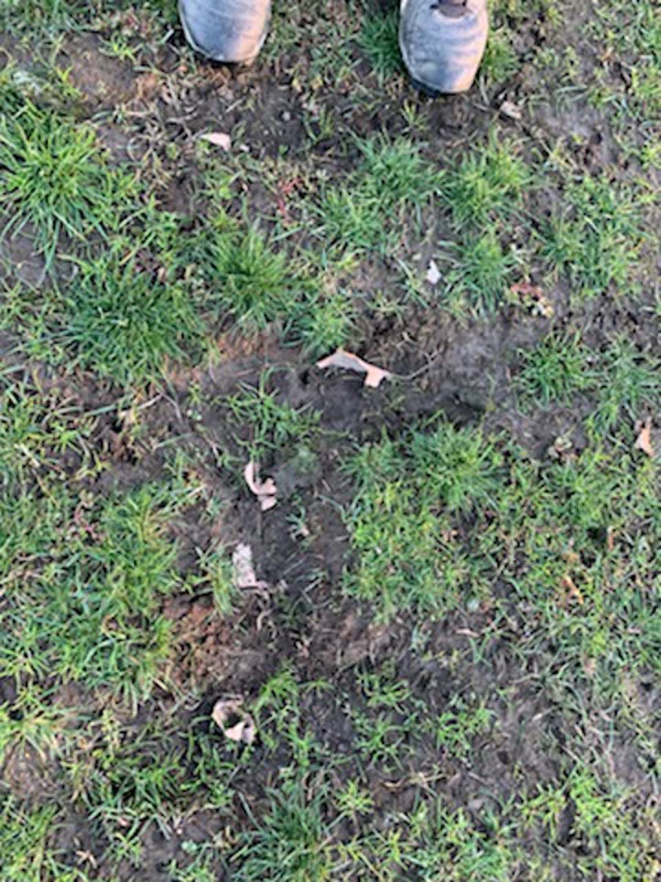 The photograph attached to this parks report