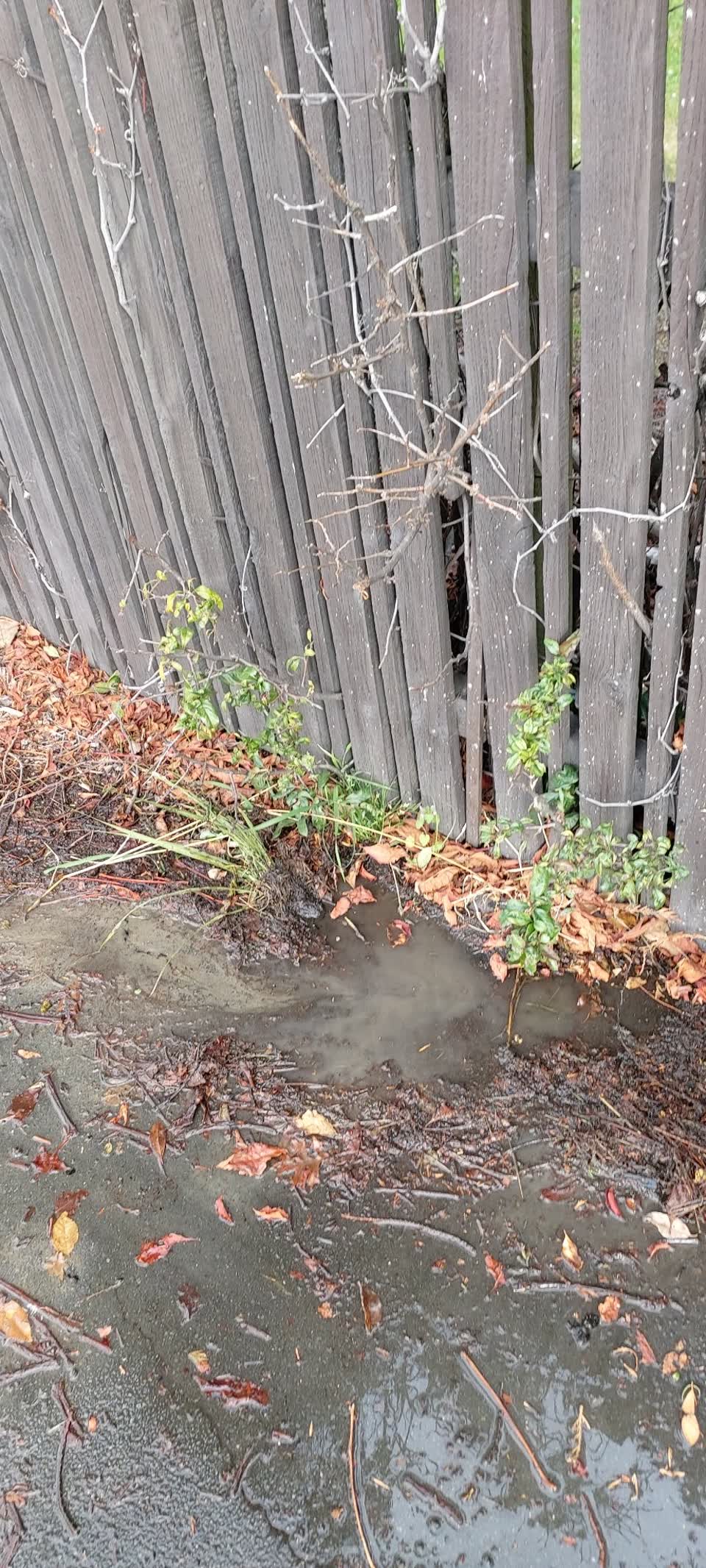 The photograph attached to this water leak report