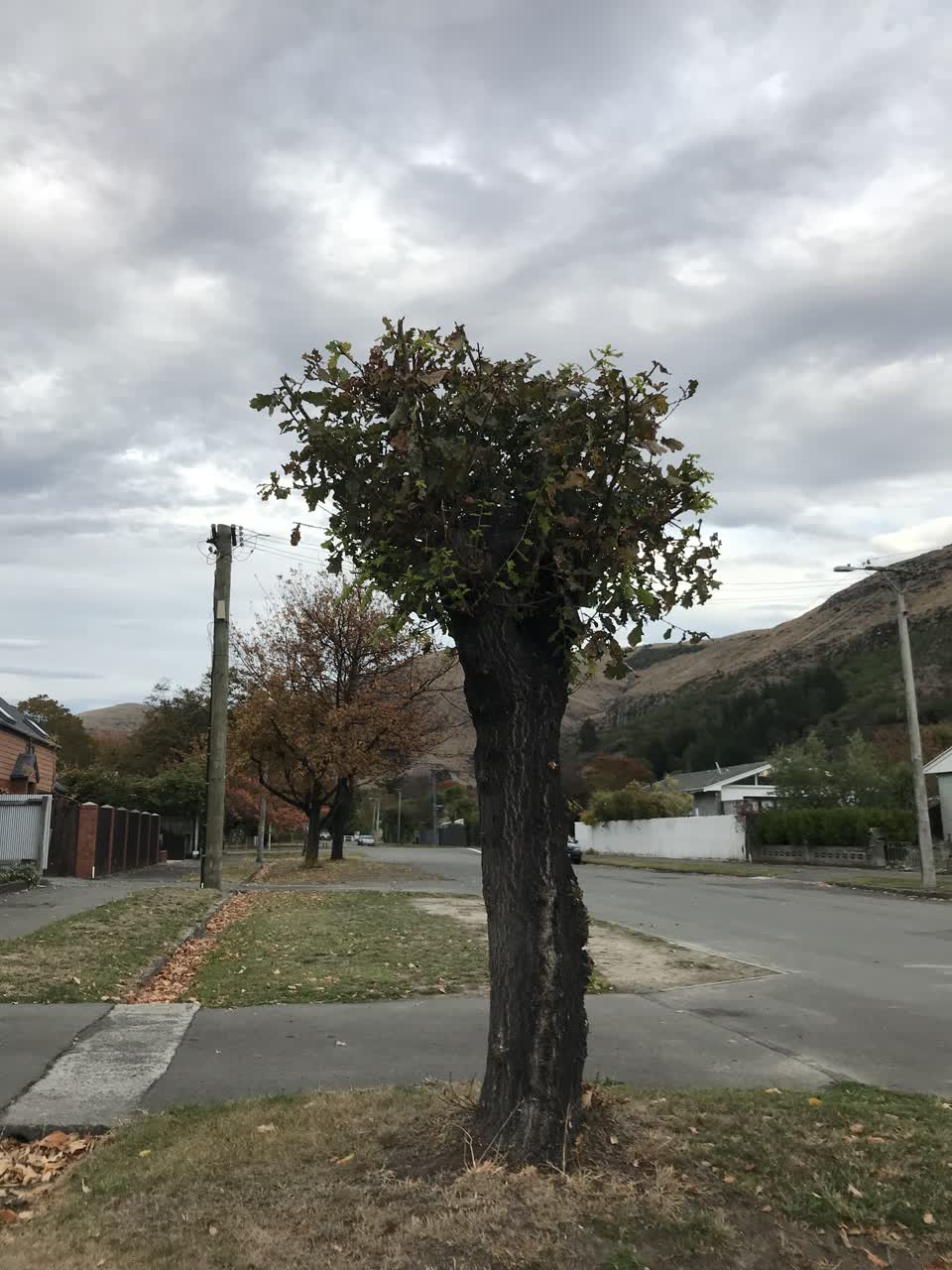 The photograph attached to this parks report
