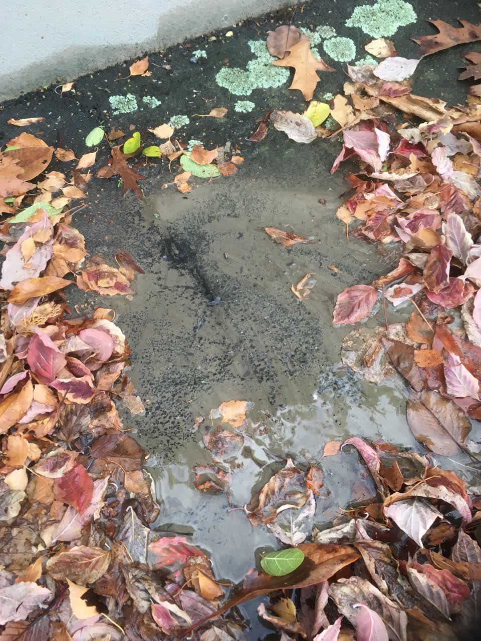 The photograph attached to this water leak report