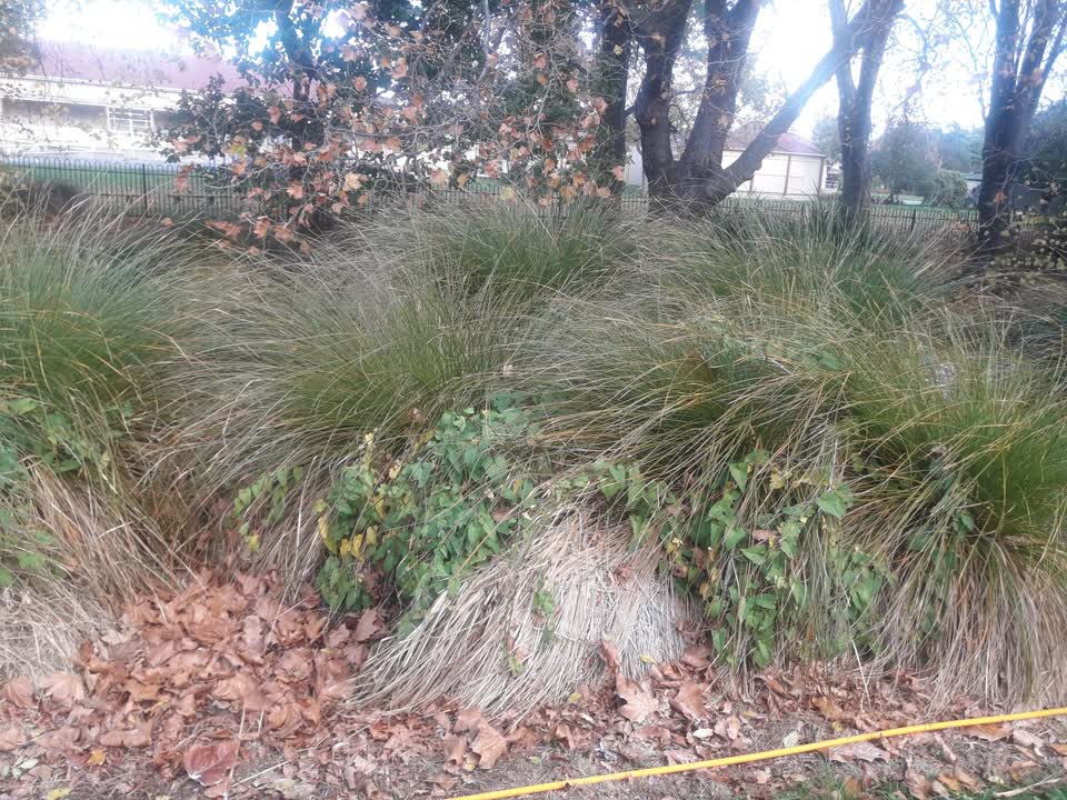 The photograph attached to this parks report