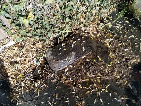 Wastewater/Stormwater, a report photo