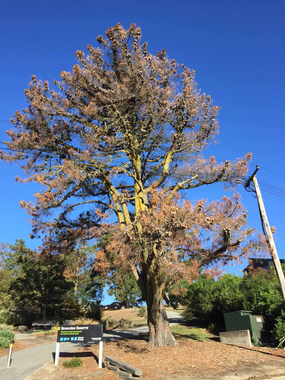 The photograph attached to this parks report