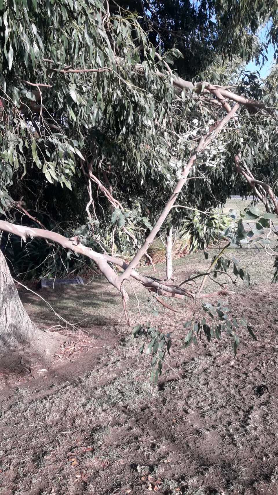 The photograph attached to this parks report