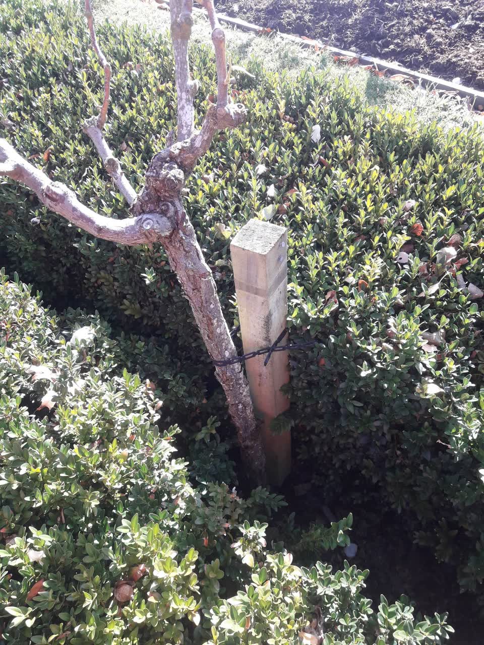 The photograph attached to this parks report