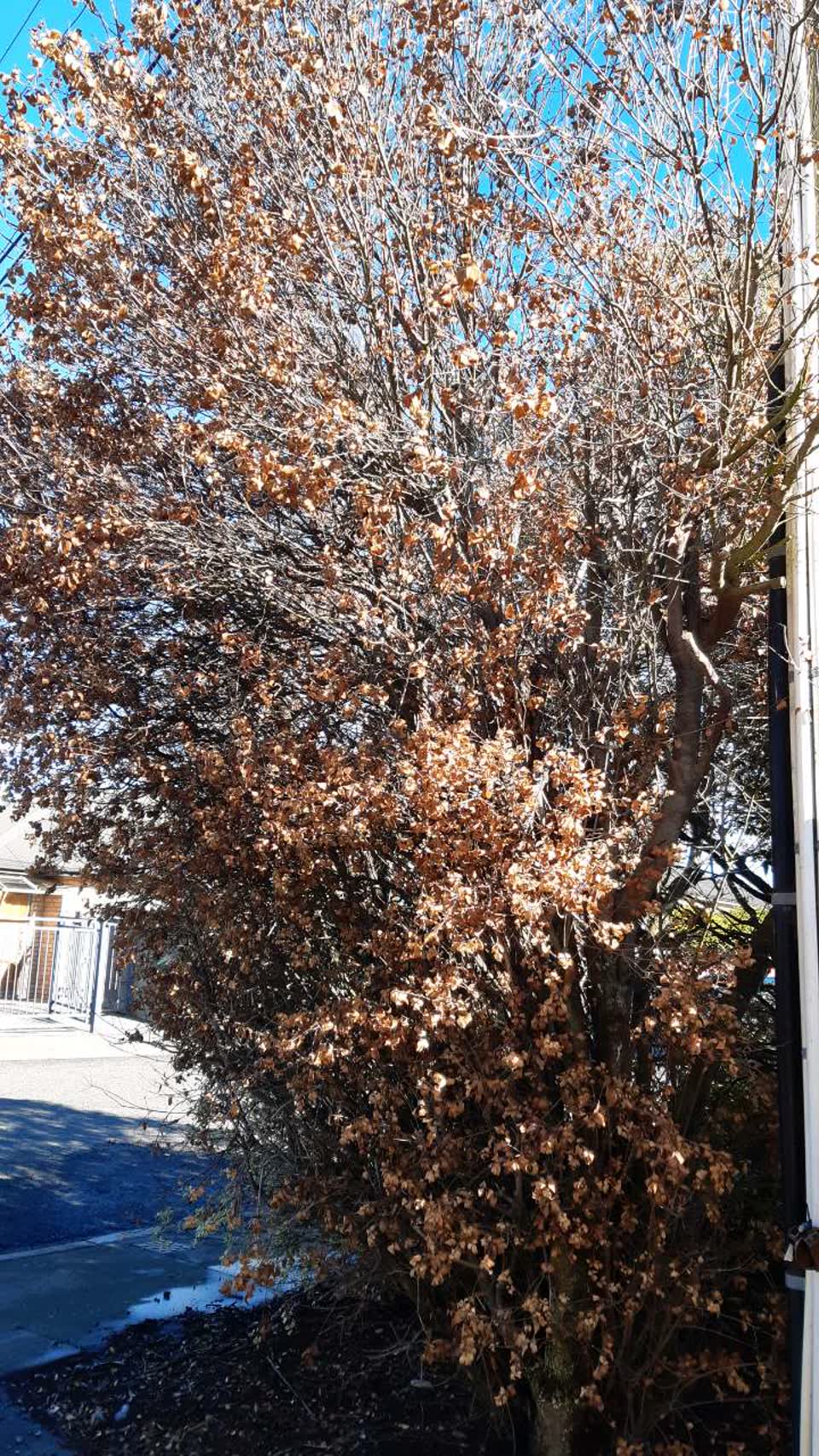 The photograph attached to this parks report