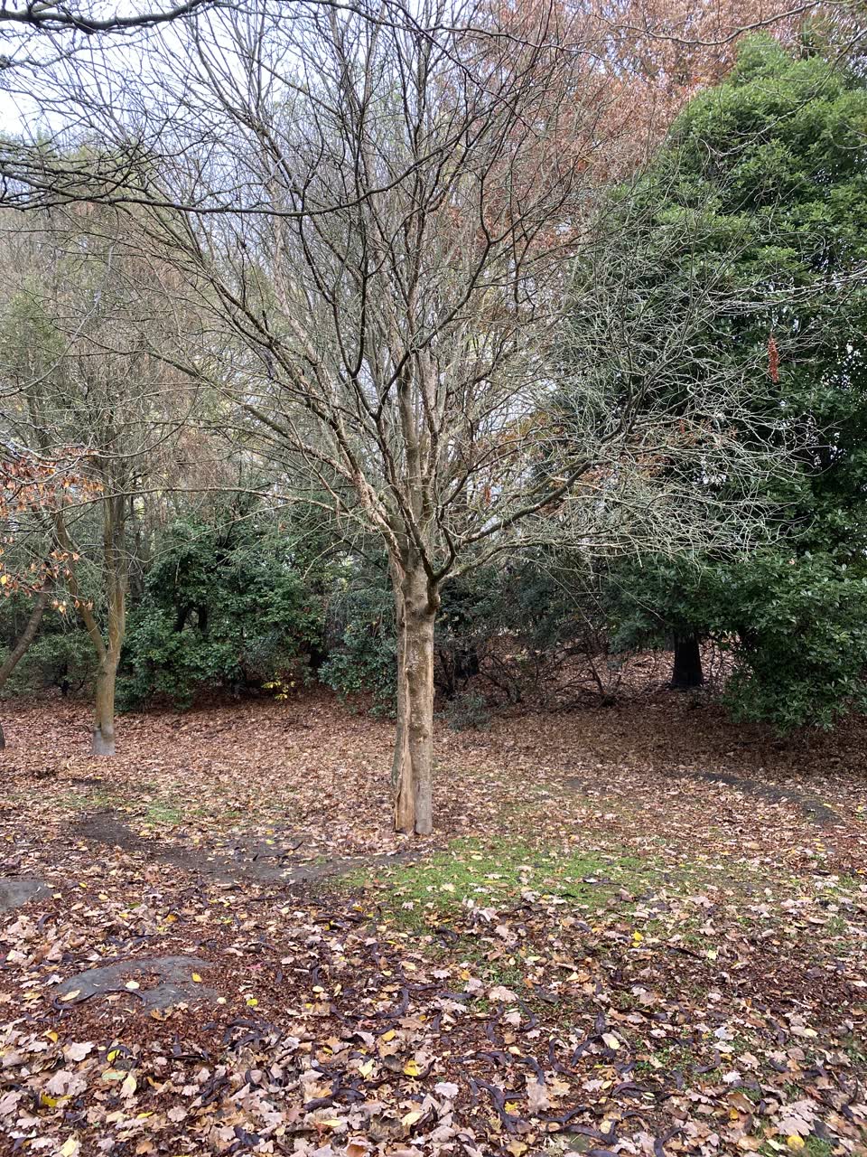 The photograph attached to this parks report