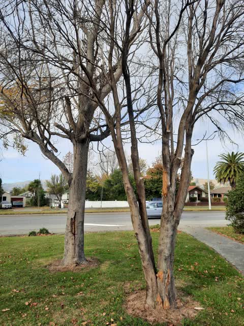 Parks, a report photo