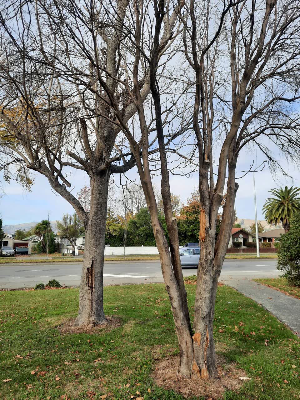 The photograph attached to this parks report