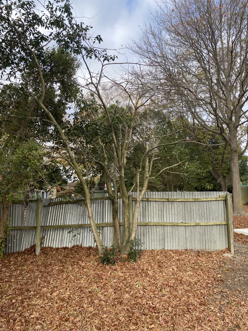 The photograph attached to this parks report