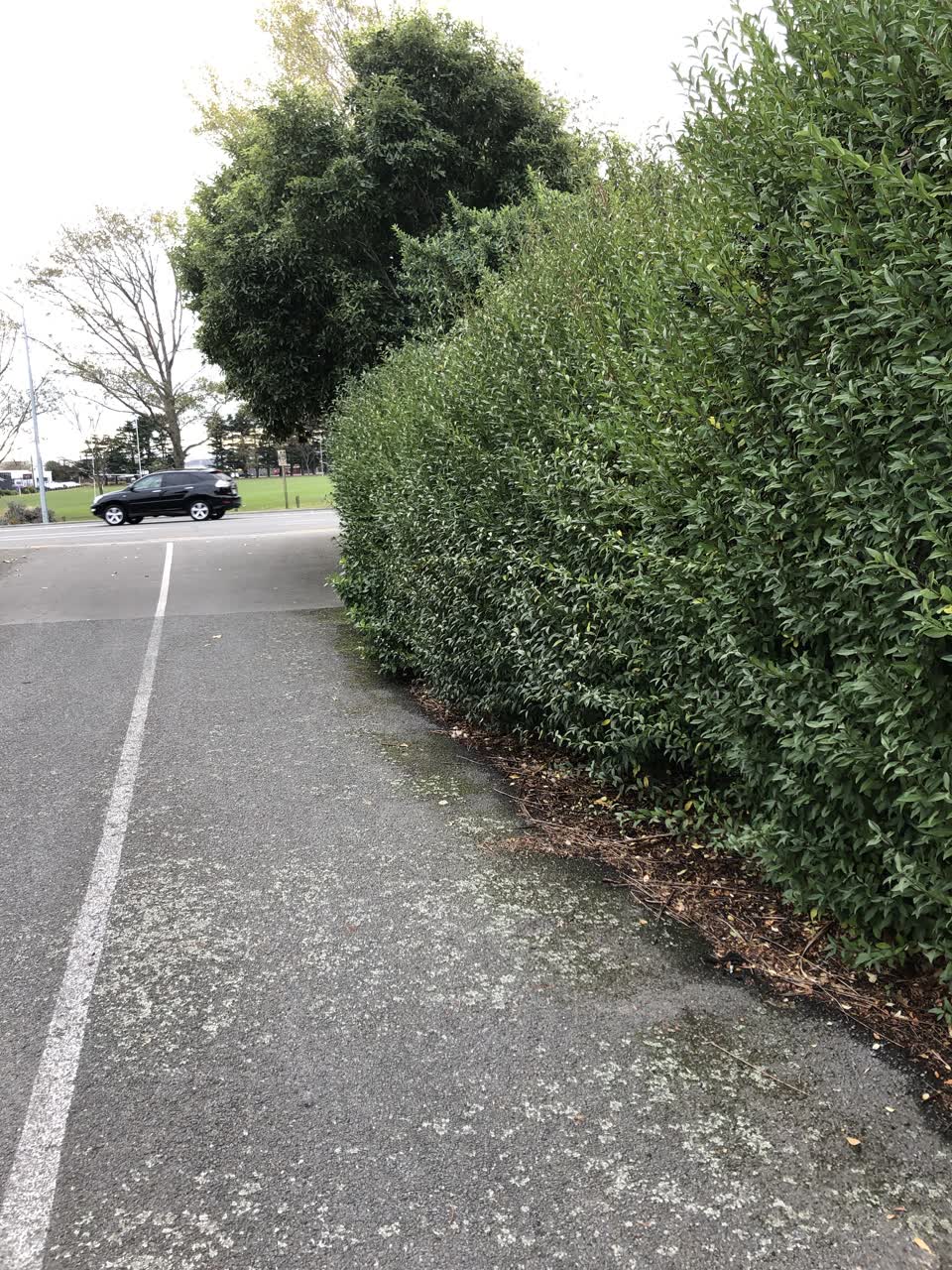 The photograph attached to this parks report