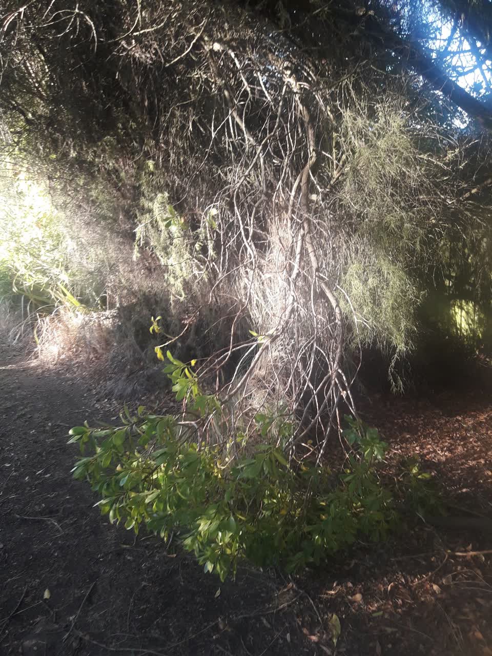 The photograph attached to this parks report
