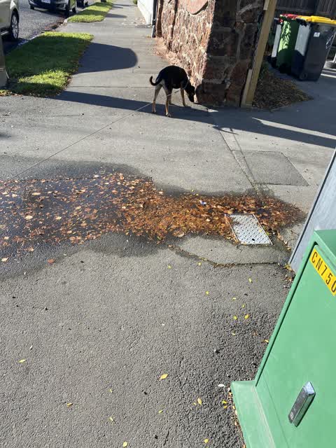 Water Leak, a report photo