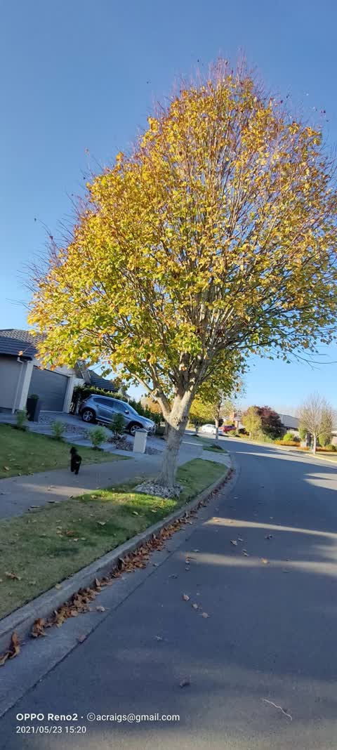 Roading/Streets, a report photo