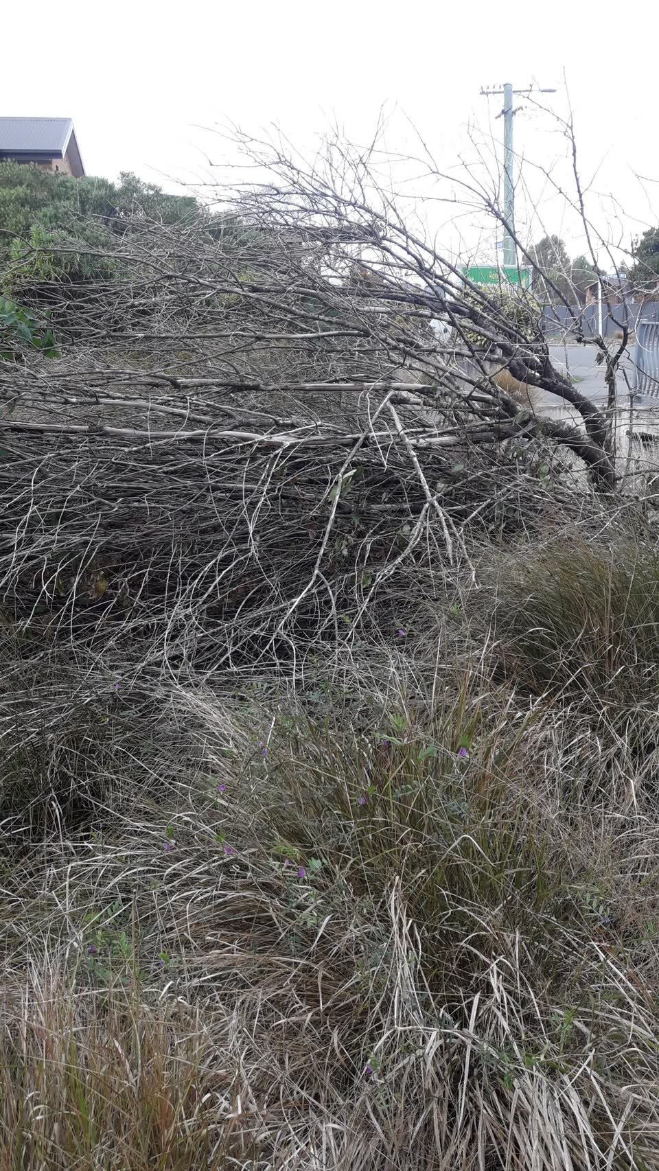The photograph attached to this parks report