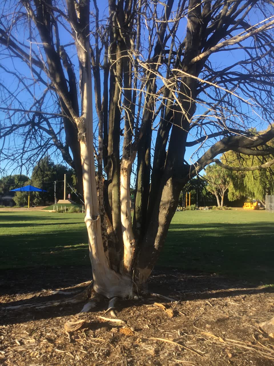 The photograph attached to this parks report