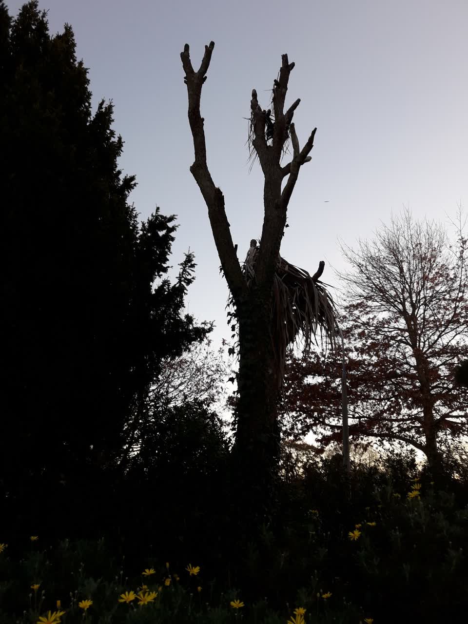 The photograph attached to this parks report