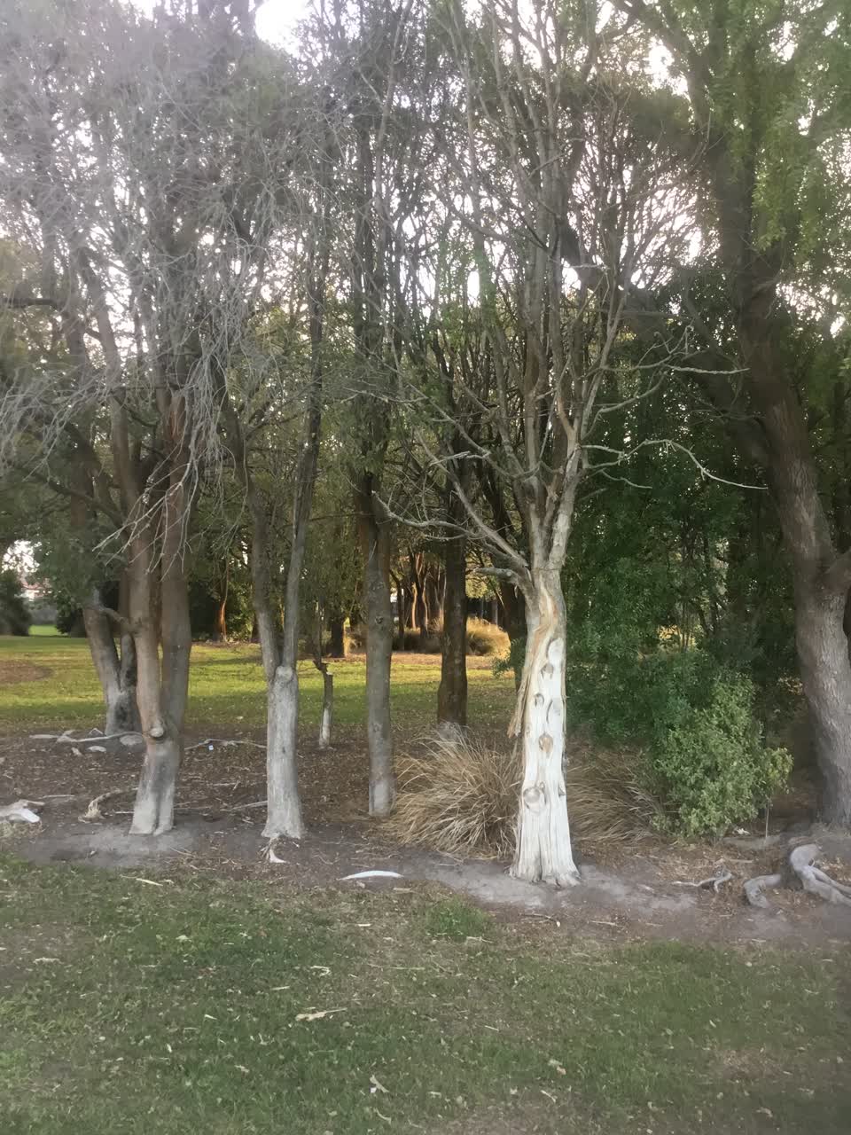The photograph attached to this parks report