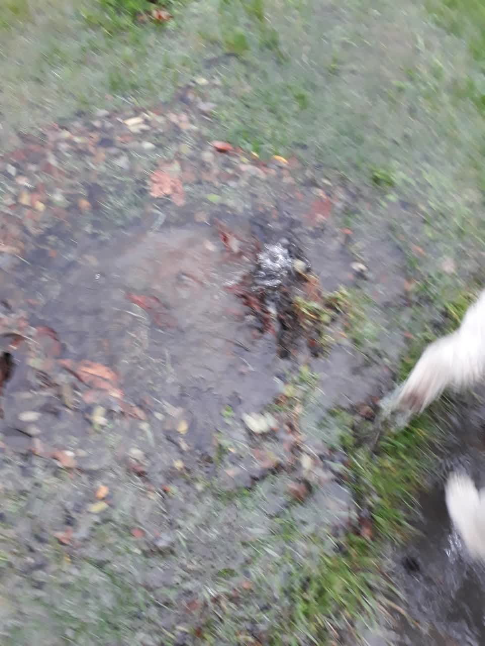 The photograph attached to this wastewater/stormwater report