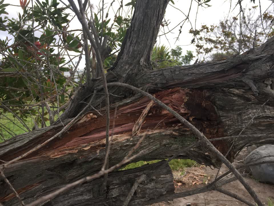 The photograph attached to this parks report