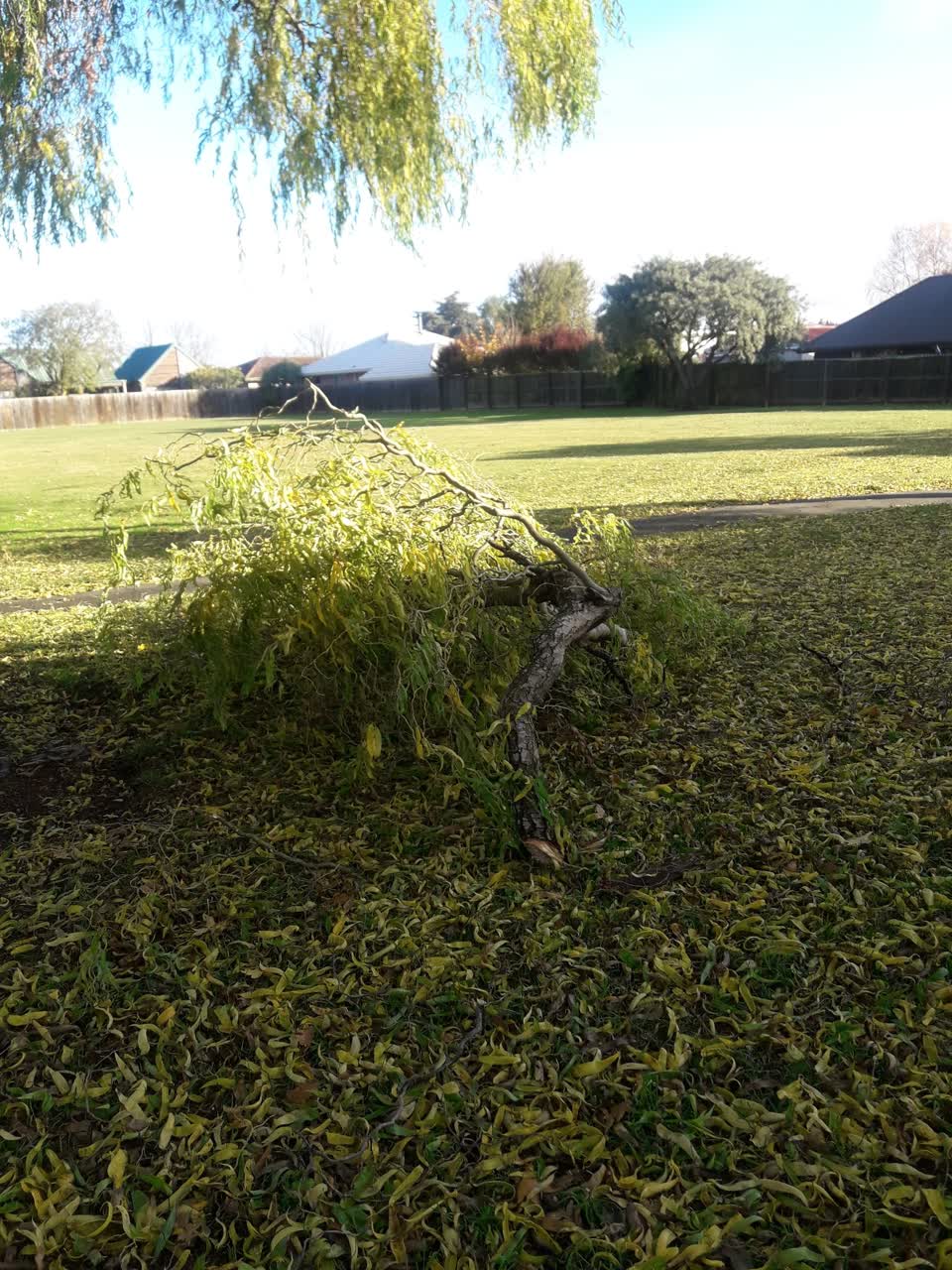 The photograph attached to this parks report