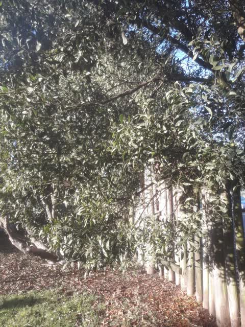 Parks, a report photo