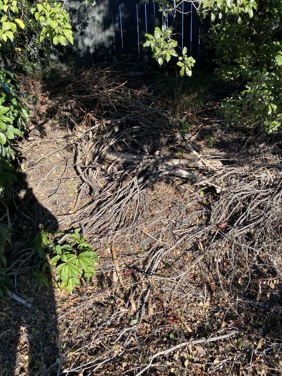 The photograph attached to this parks report