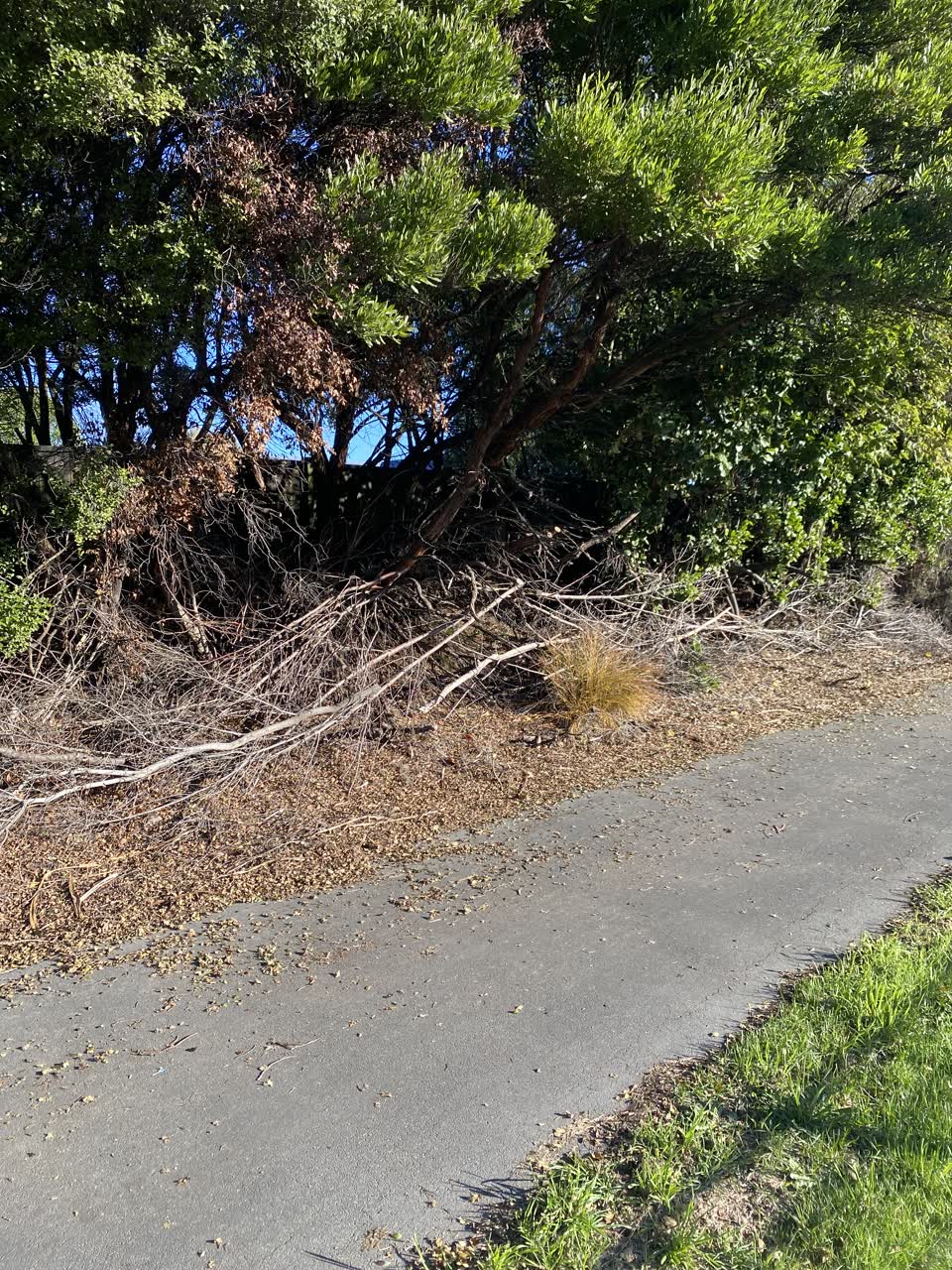 The photograph attached to this parks report