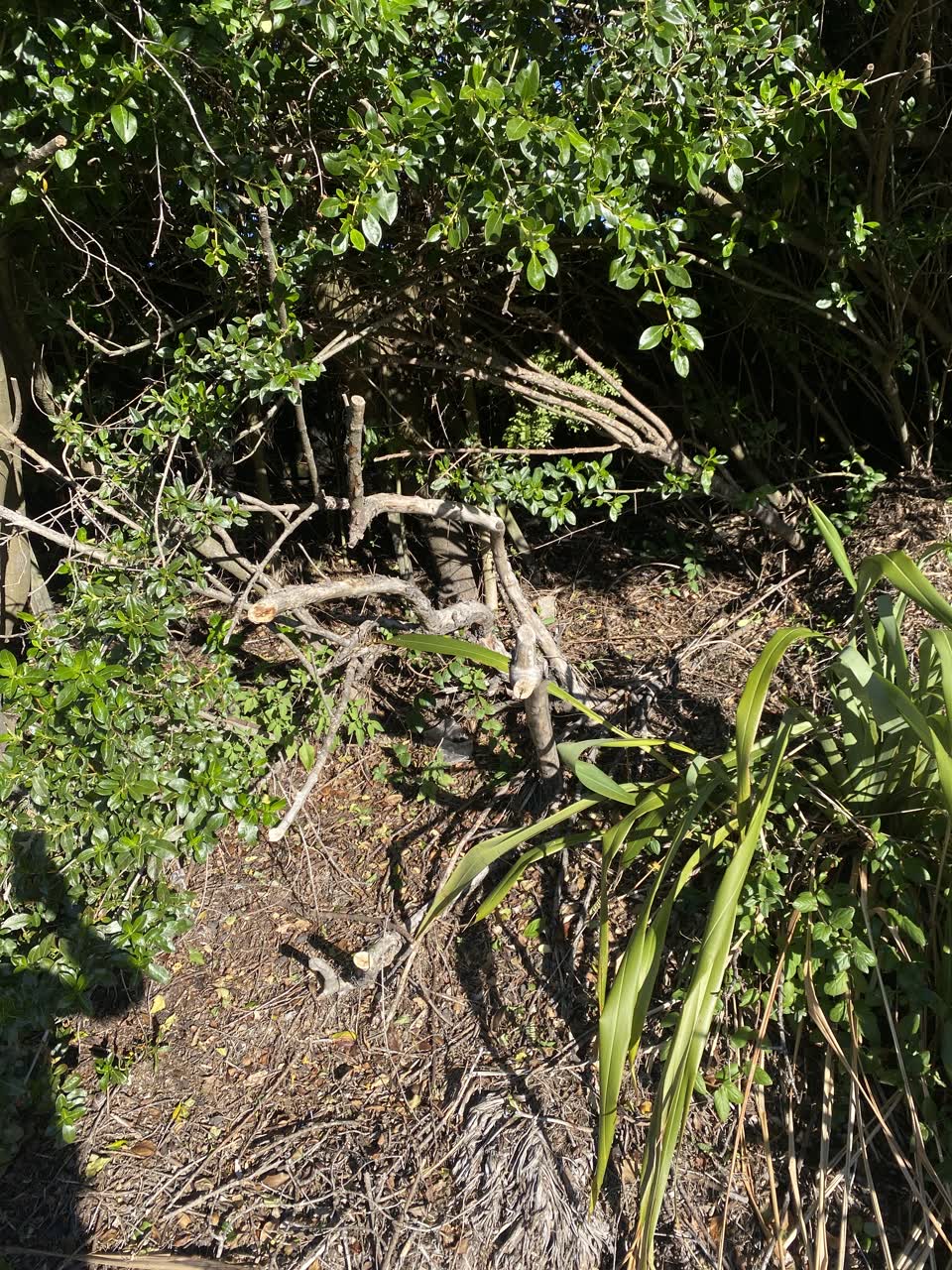 The photograph attached to this parks report