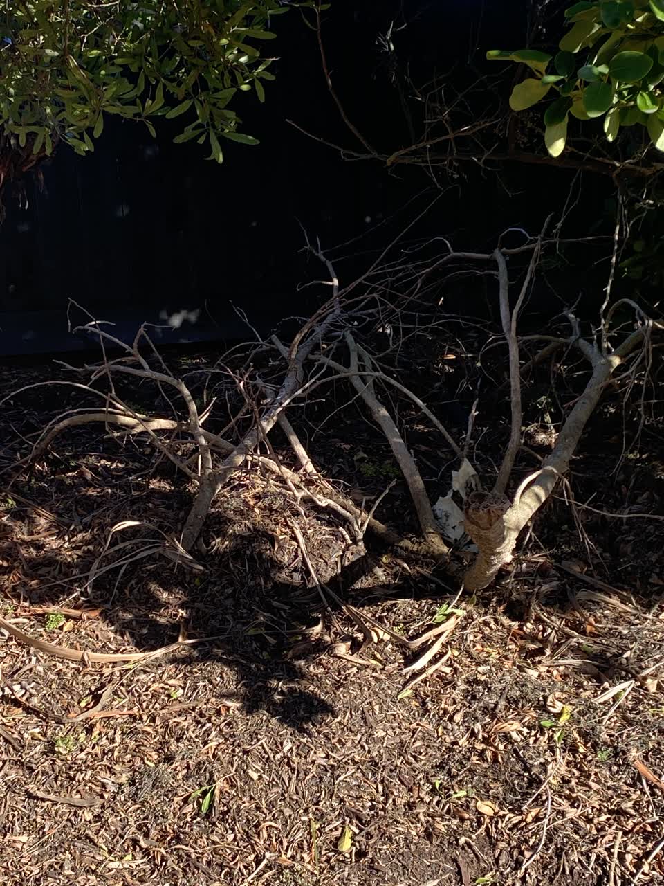 The photograph attached to this parks report