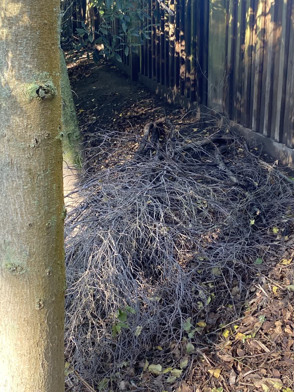 The photograph attached to this parks report