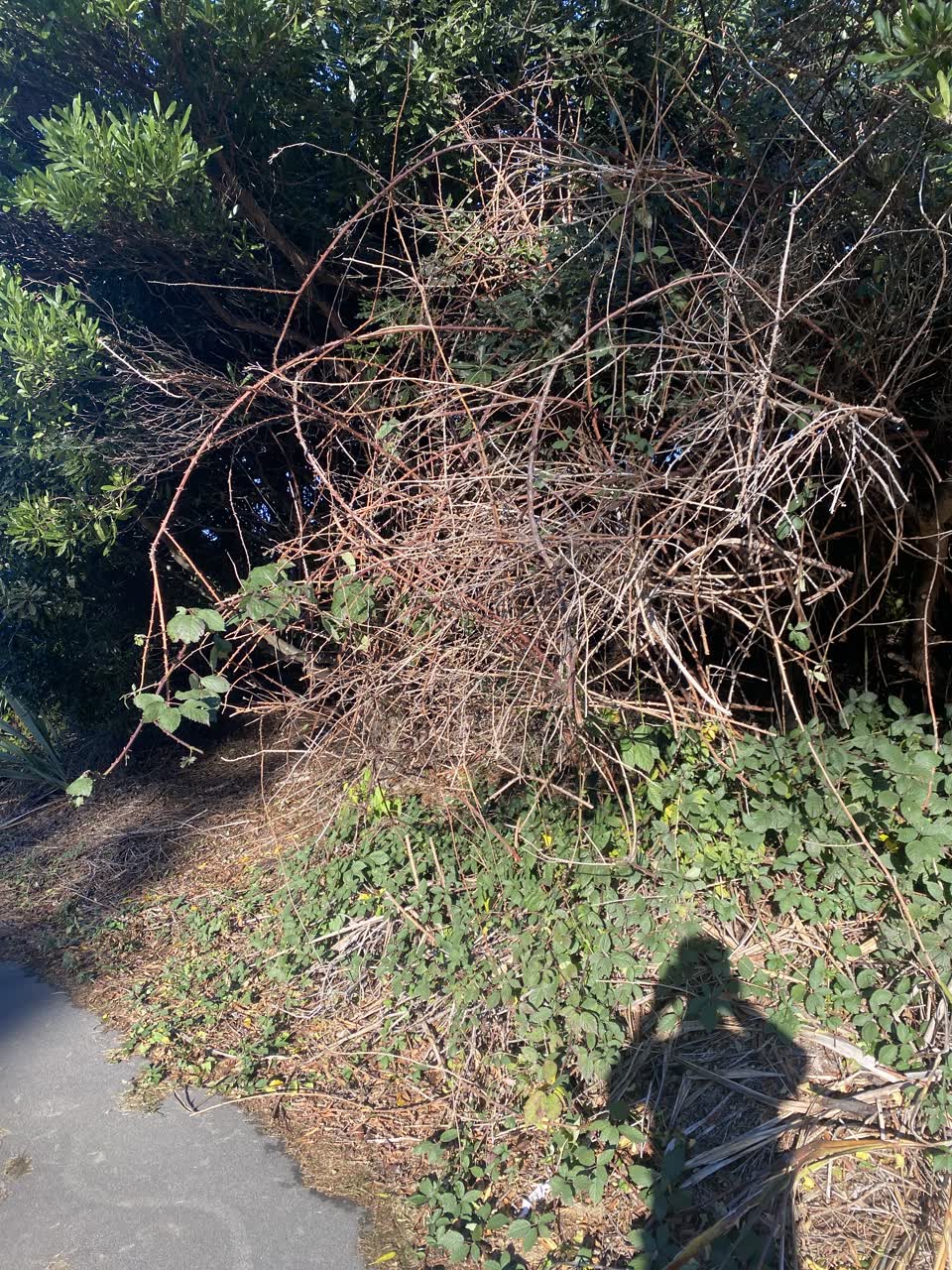 The photograph attached to this parks report