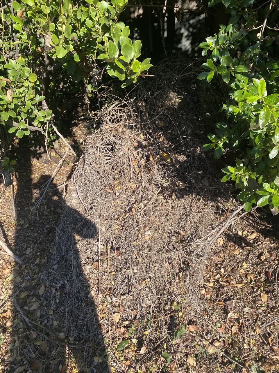 The photograph attached to this parks report