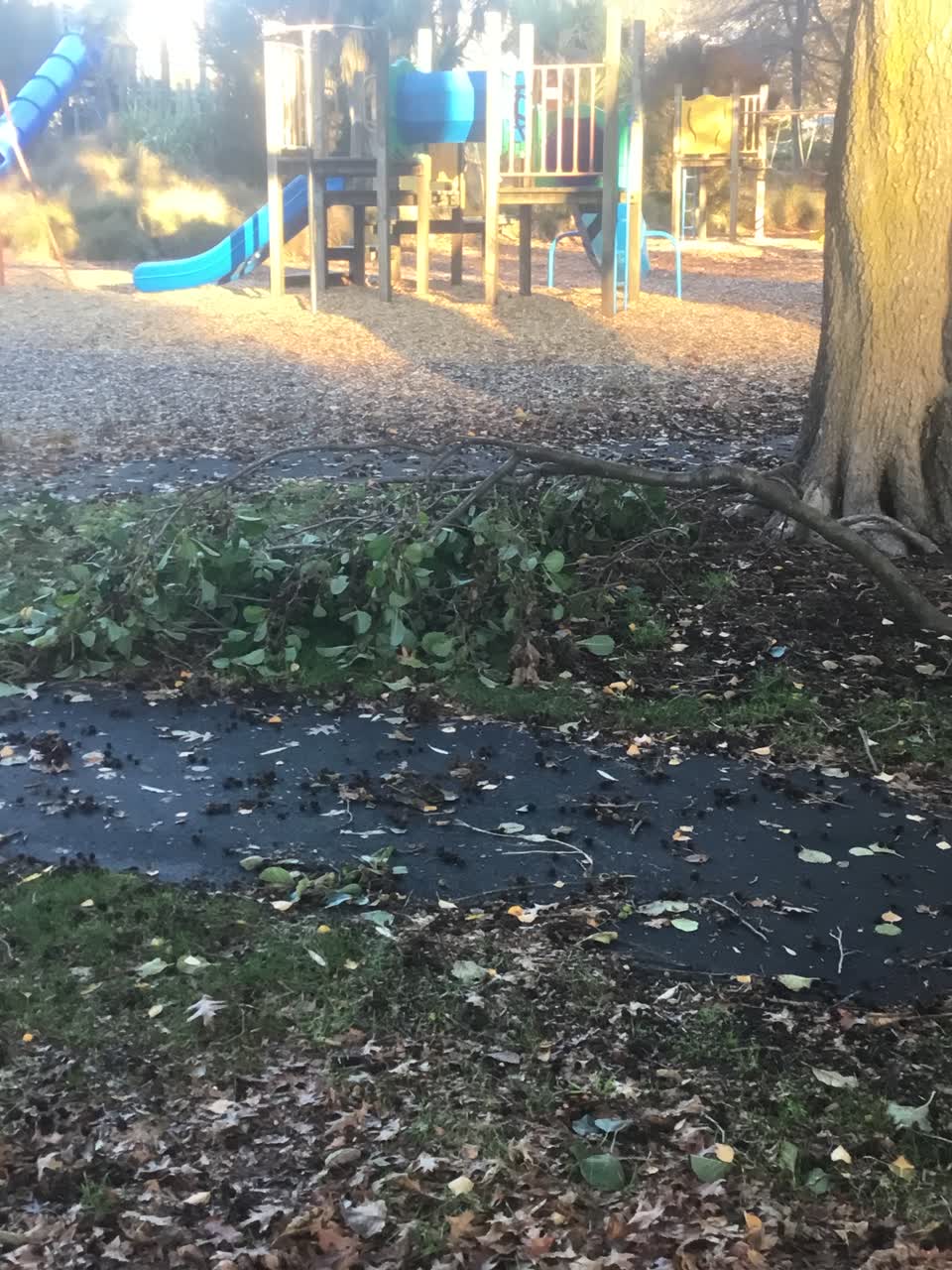 The photograph attached to this parks report