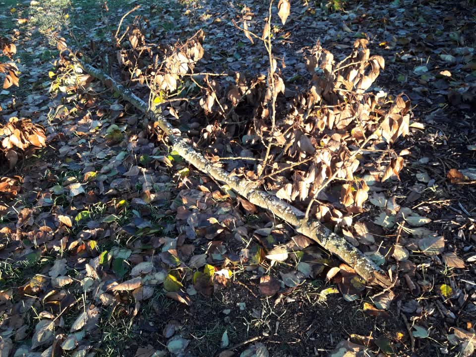 The photograph attached to this parks report
