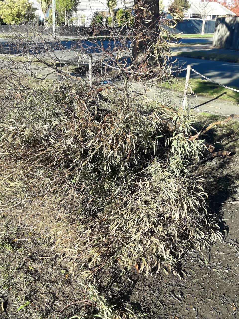 The photograph attached to this parks report