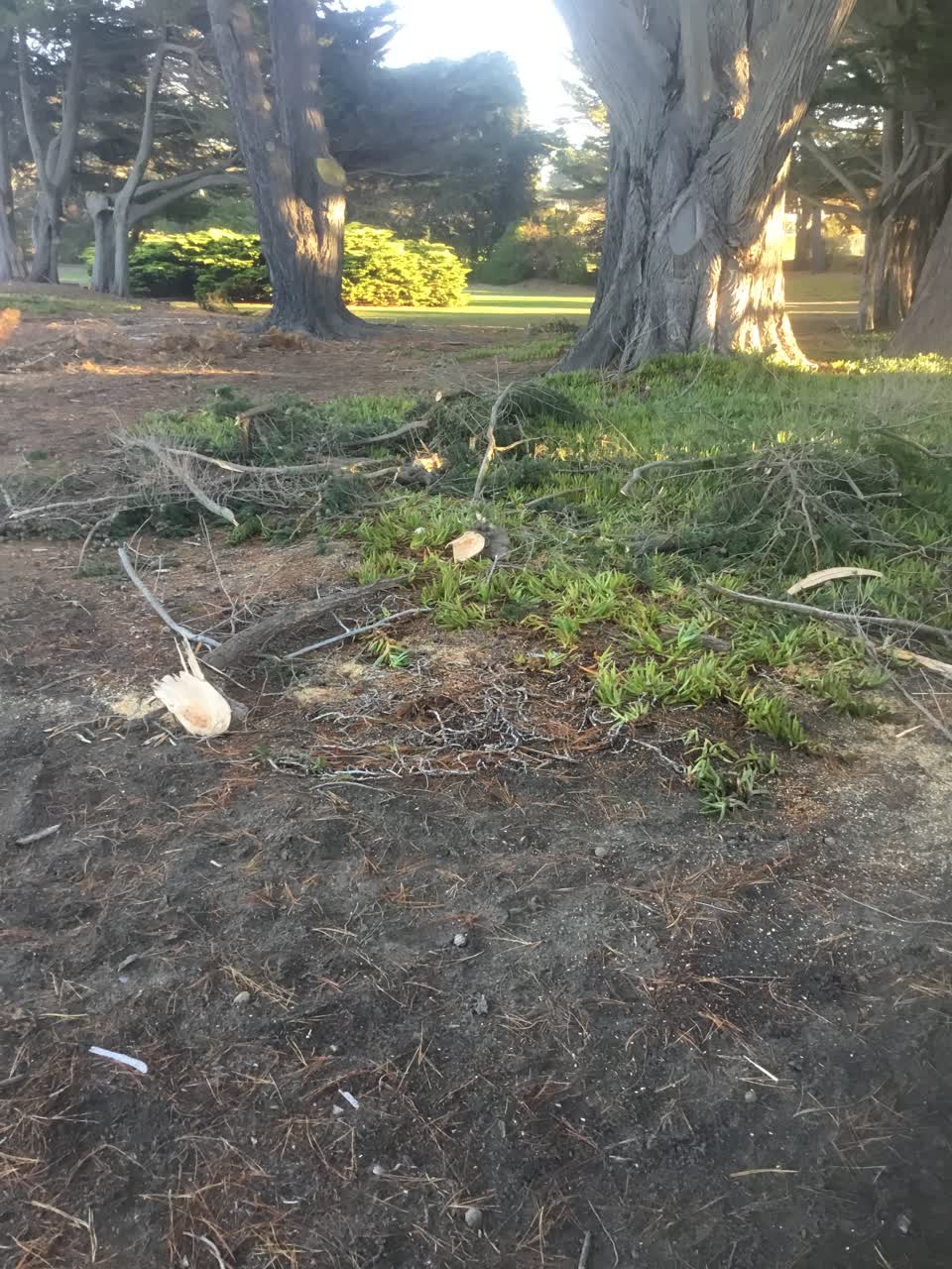 The photograph attached to this parks report