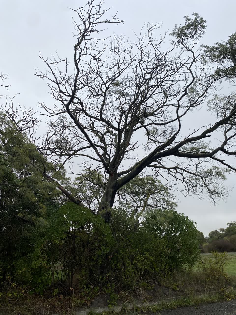 The photograph attached to this parks report