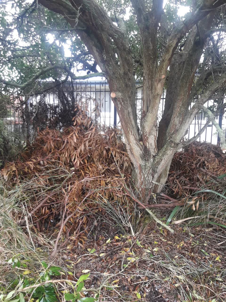 The photograph attached to this parks report
