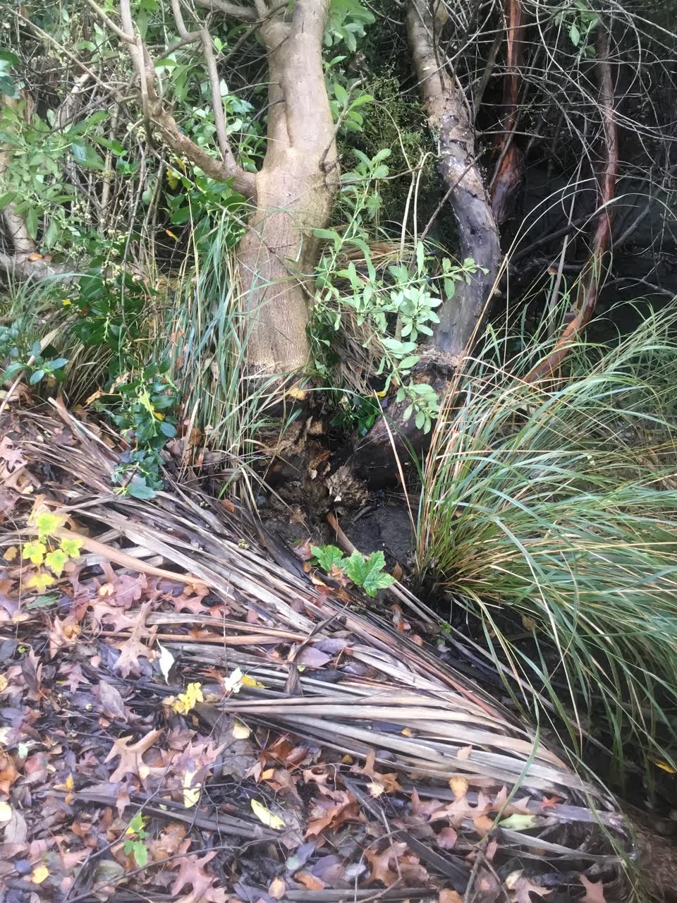 The photograph attached to this parks report